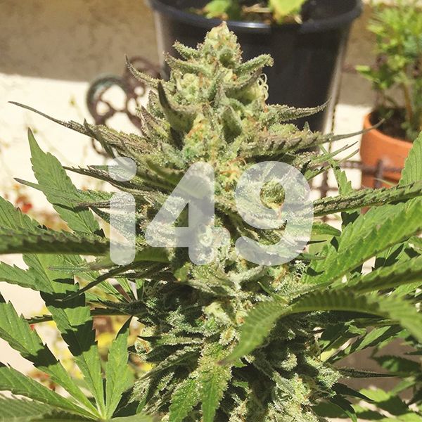 Buy White Russian Fast Seeds USA 