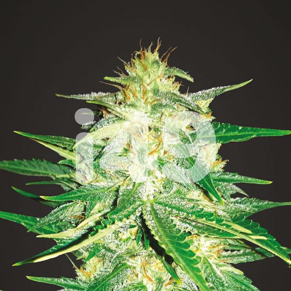 Buy AK 47 Fast Strain Seeds in The USA 