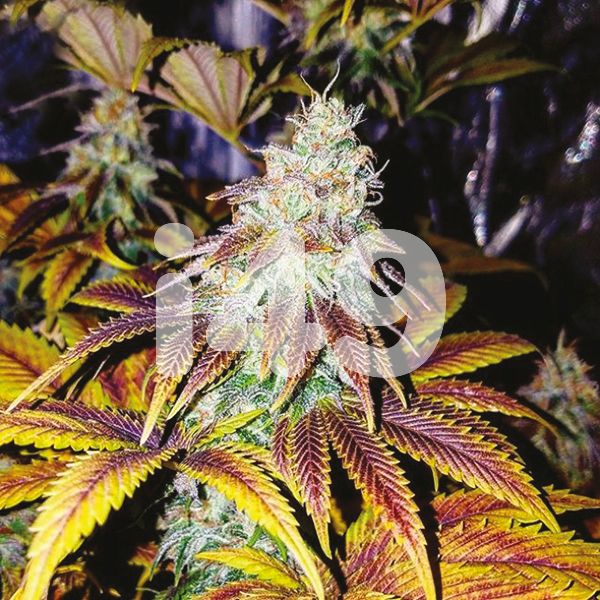 Buy Girl Scout Cookies Strain Seeds in the USA 