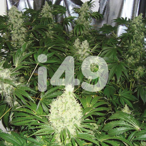 Buy AK 47 Fast Strain Seeds in The USA 