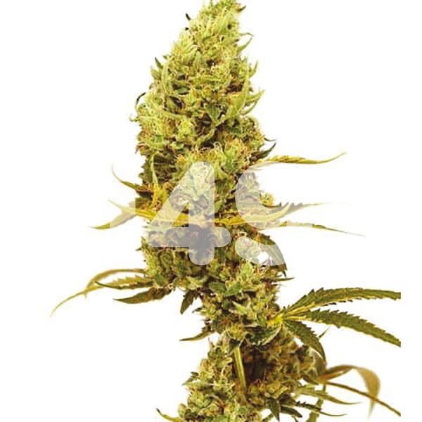 Buy Gold Leaf Autoflower Marijuana Seeds