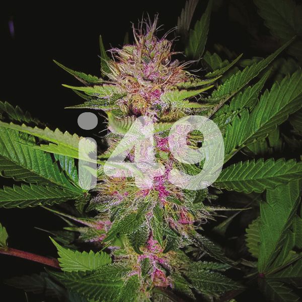 Buy Blueberry Strain Seeds in the USA 