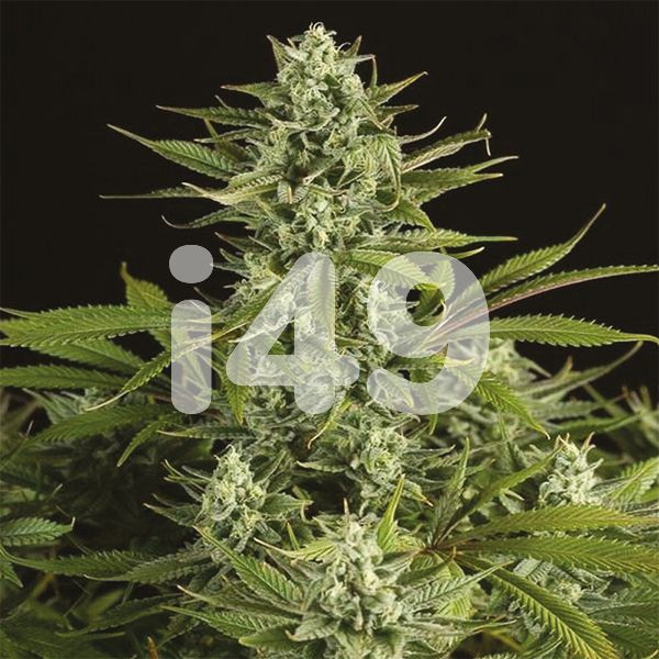Buy CBD Cheese Strain Seeds In the USA 