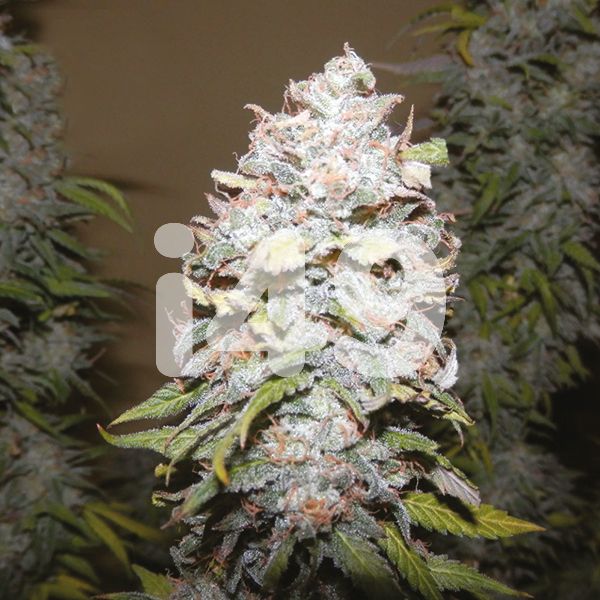 Chocolope x Candy Weed Seeds 
