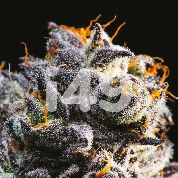 Buy Five Alive Strain Seeds in the USA 