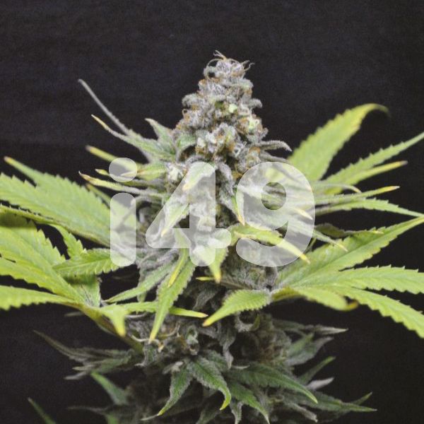 Critical Mass CBD Feminized Marijuana Seeds USA