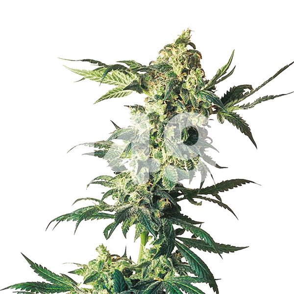 Buy Northern LightsStrain Seeds in the USA 