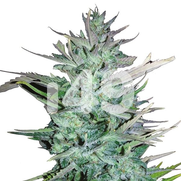 Auto Blueberry x Big Devil Cannabis Seeds For Sale 