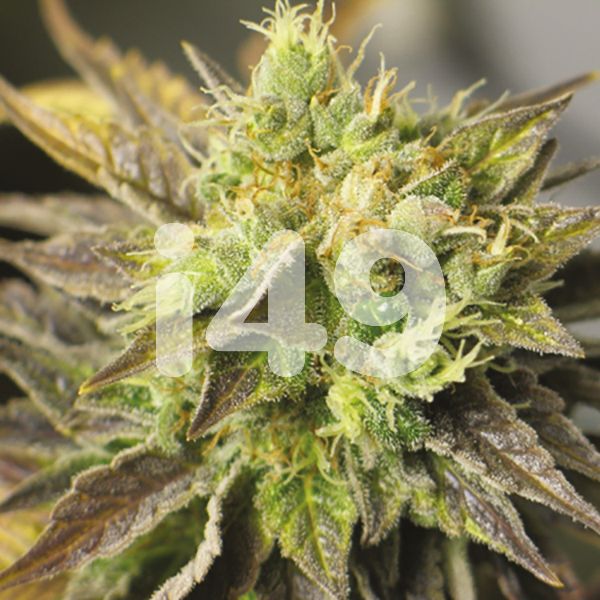 Autoflower NY Diesel Seeds for Sale USA 