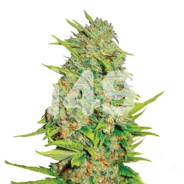 AK 47 Strain USA 