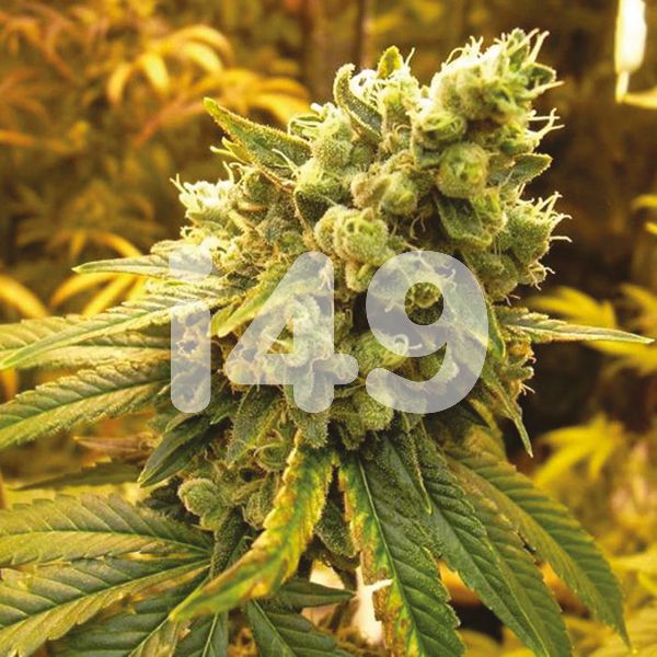 Buy CBD Diesel Seeds Online USa 