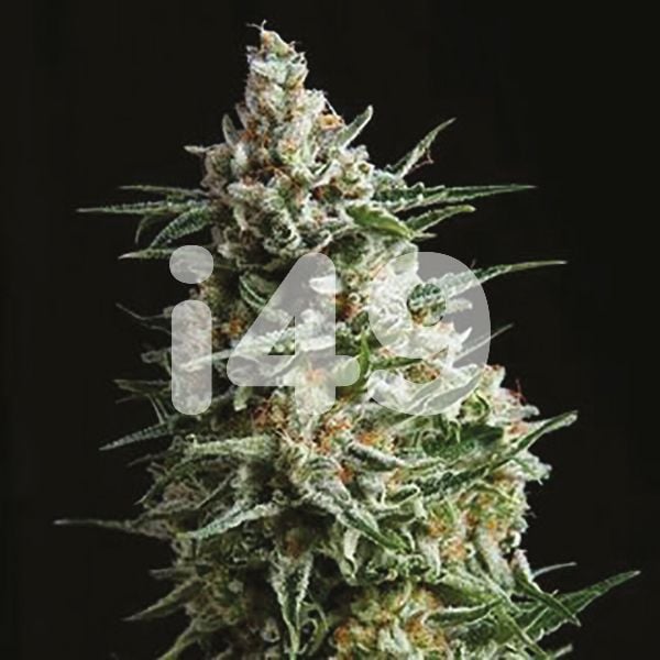 Autoflower NY Diesel Seeds for Sale USA 