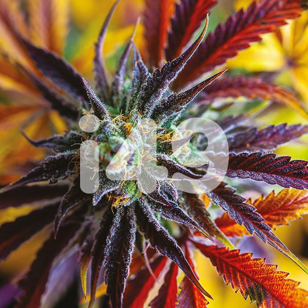 Buy Mochalope Strain Seeds in the USA 