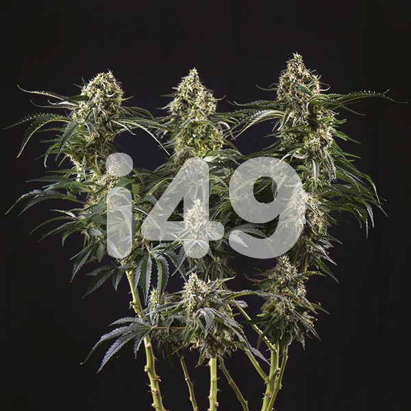 Buy Green Crack x Core Strain Seeds Online in the USA 