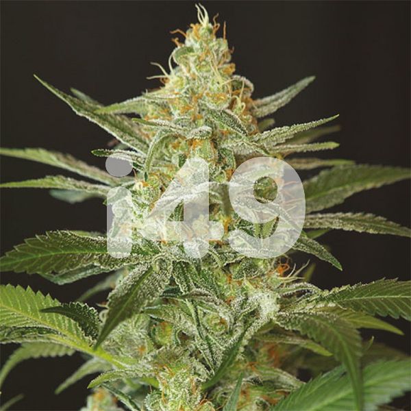 Buy OG Kush Strain Seeds Online 