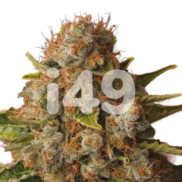 buy auto white widow strain seeds in the usa 