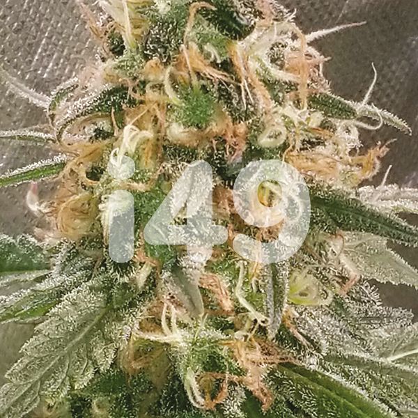 Auto Cream Candy Seeds For Sale 