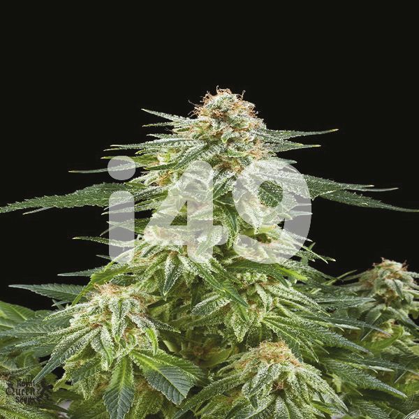 buy auto white widow strain seeds in the usa 