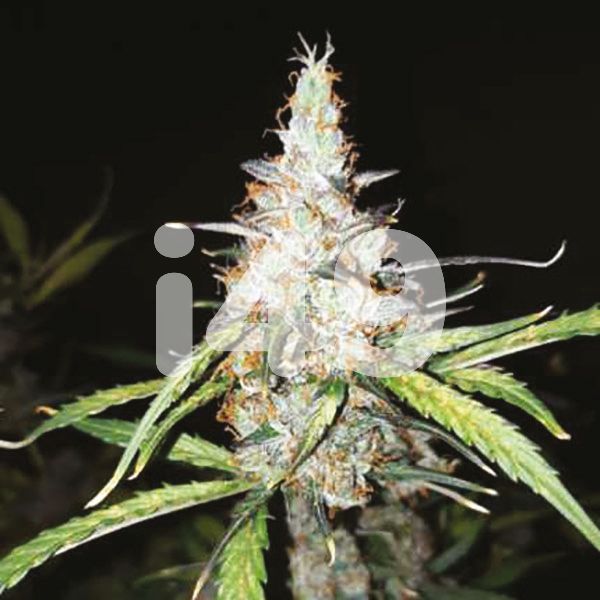 Buy Autoflower Gelato weed Seeds 