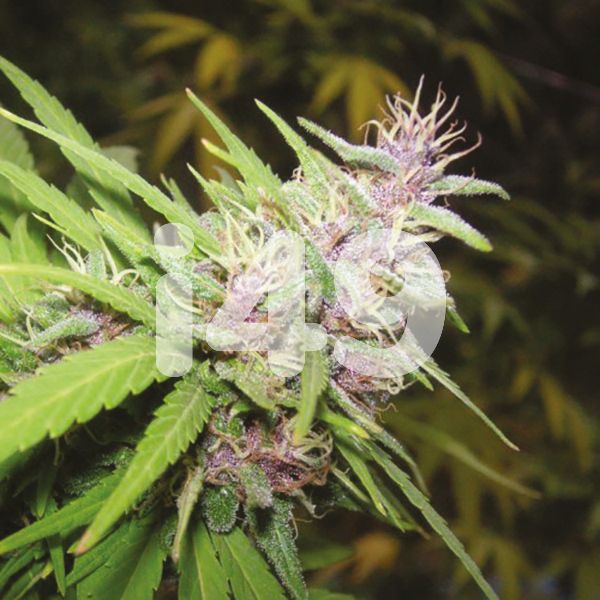 purple haze Cannabis Seeds 