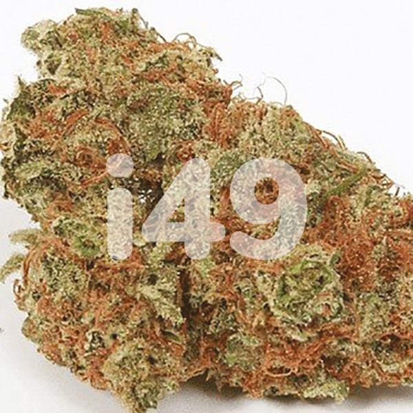 Buy Mochalope Strain Seeds in the USA 