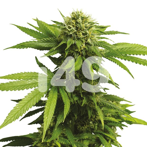 CBD ACDC Seeds for Sale 