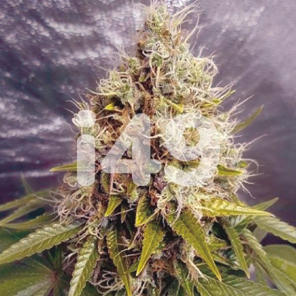 Critical Mass CBD Feminized Marijuana Seeds USA