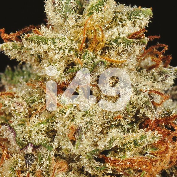 buy grandaddy x bruce banner strain seeds in the usa 