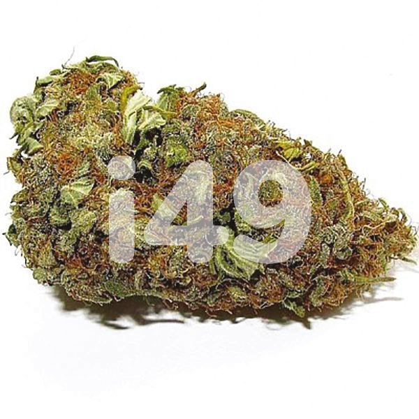 Buy Girl Scout Cookies x Cheese Strain Seeds in The USA 