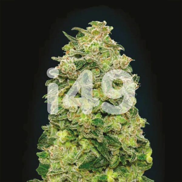 Buy Autoflowering Afghan Feminized Seeds | I49 USA