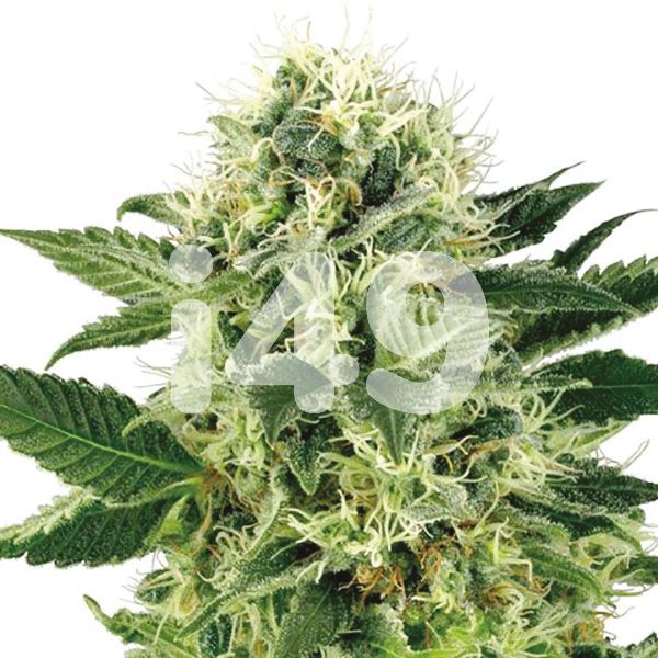 Buy Northern LightsStrain Seeds in the USA 