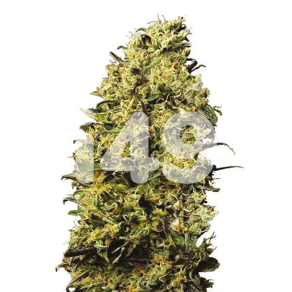 Buy M8 Strain Seeds in the USA 