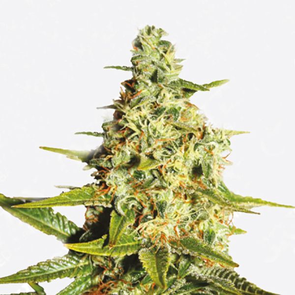 Buy auto Tangerine strain seeds in the usa 