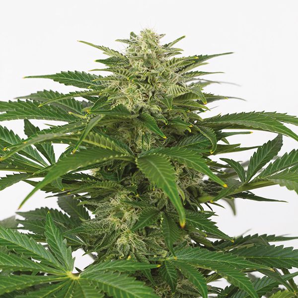 Auto Haze Strain 