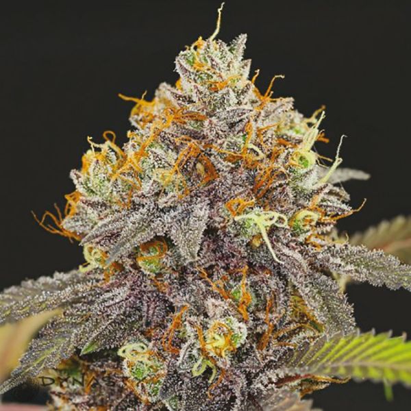 Original Glue Lemon Fem