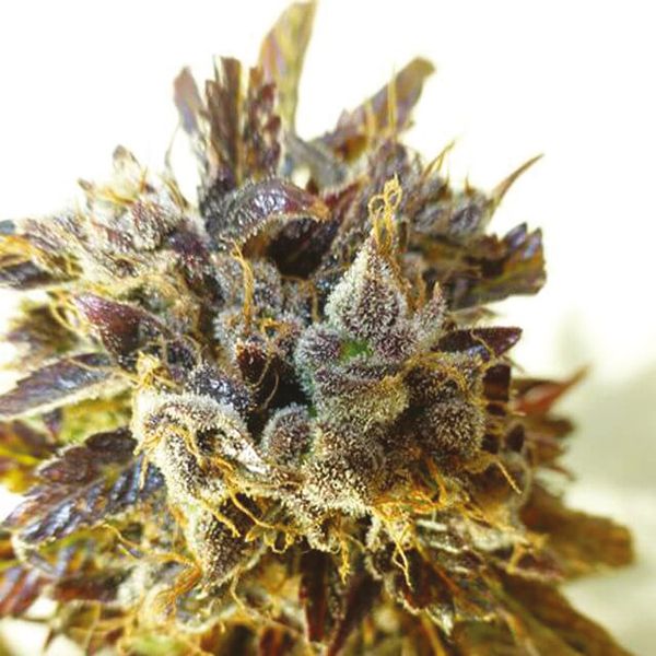 Buy Purple Kush Seeds USA 