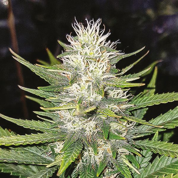 Super Lemon Haze Fem