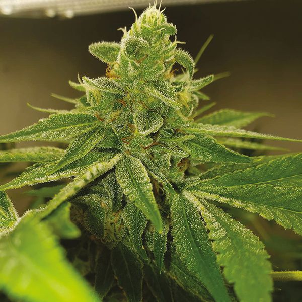 Tangie x Chocolope Fem Tangie x Chocolope Fem