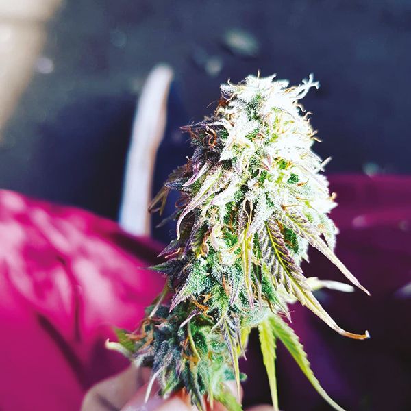 Auto Skunk Fem Auto Skunk Fem