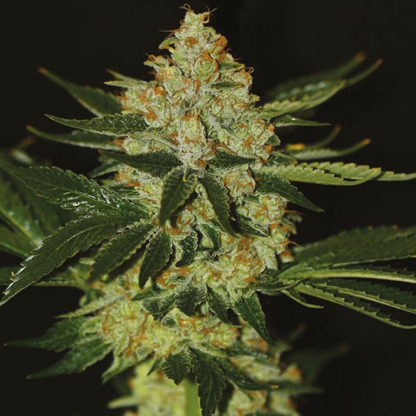 Oregon Underdawg Fem