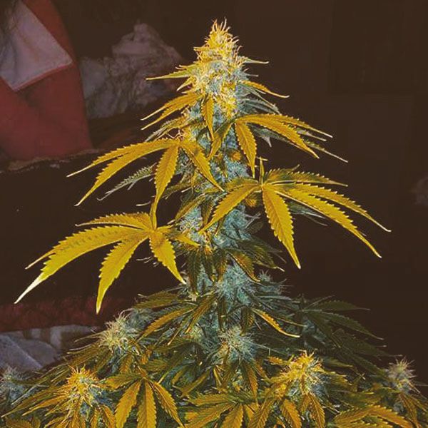 Auto Jack Herer Fem Auto Jack Herer Fem