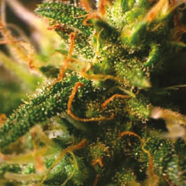 Buy Northern Lights x C99 Strain Seeds in the USA 