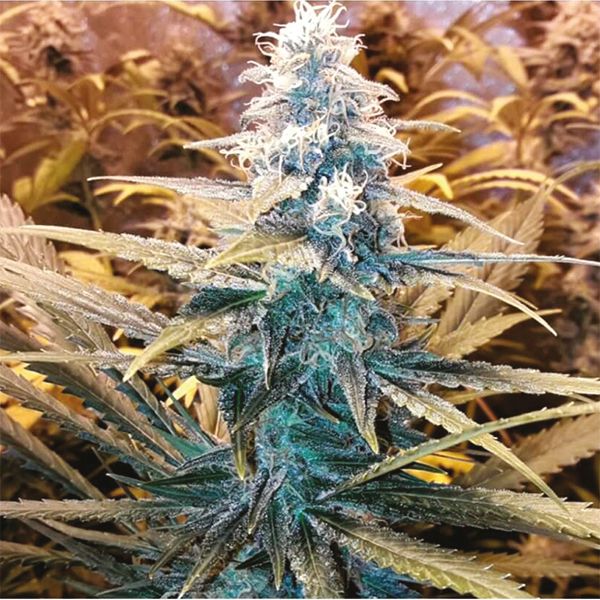 Purple Kush x Mazar Fem Purple Kush x Mazar Fem