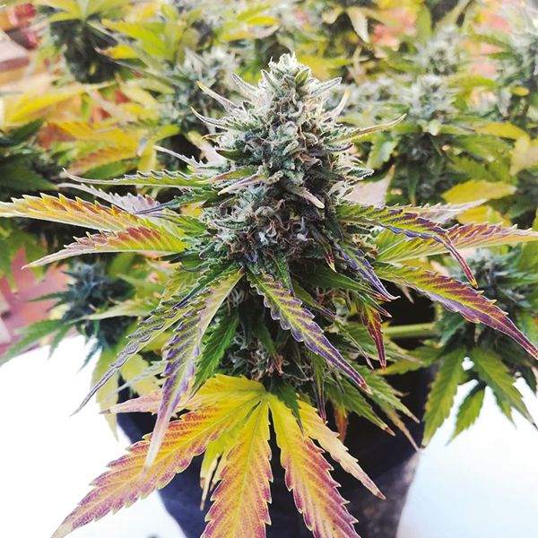 Afghan feminized seeds 