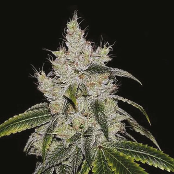 CBD Mexican Gold 1 to 1 Fem CBD Mexican Gold 1 to 1 Fem