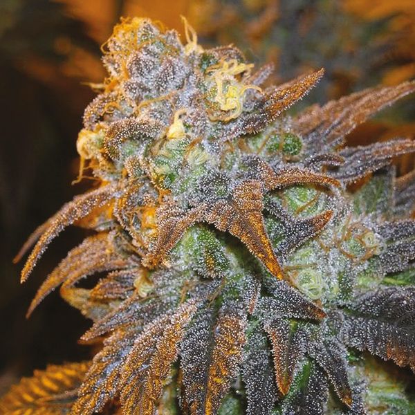 Buy Shishkaberry Kush Seeds for Sale in USA 