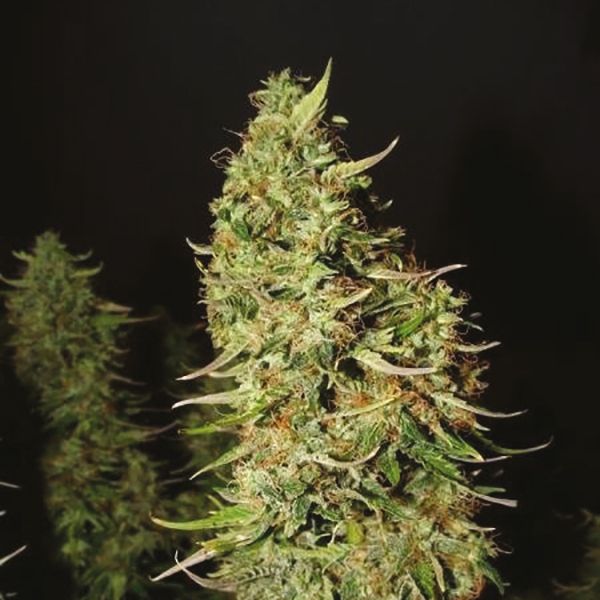 Auto Blueberry x Mazar Fem