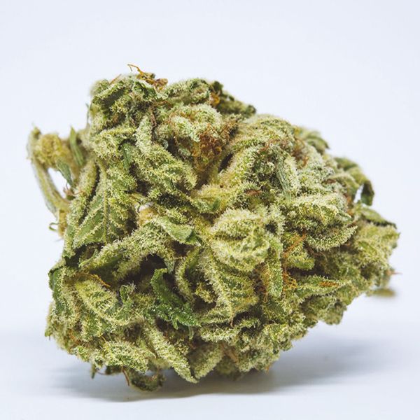 Big Bud Seeds For Sale 