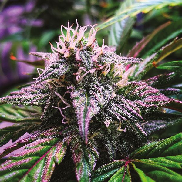 Auto Haze Fem Auto Haze Fem