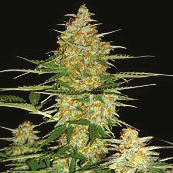 Bruce Banner x White Russian Fem Bruce Banner x White Russian Fem